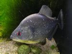 blue diamond piranha|Blue Diammond Piranha – Color Aquatics.